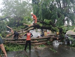 Pohon Tumbang di Barru, Sat Lantas Cepat Tanggap Evakuasi Lokasi